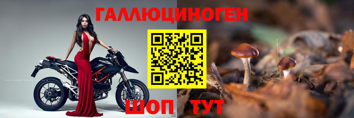 Галлюциногенные грибы Psilocybine cubensis Муром